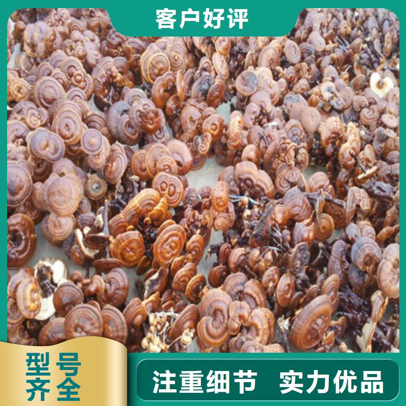 灵芝菌种订购用心制造