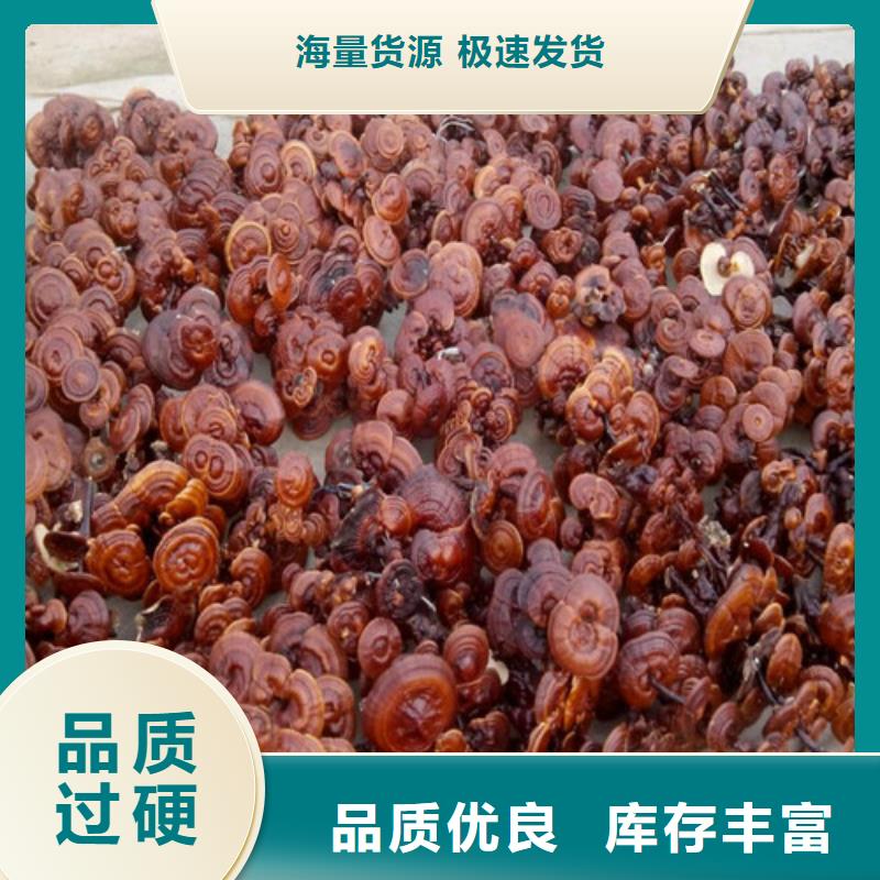 灵芝厂家报价本土公司