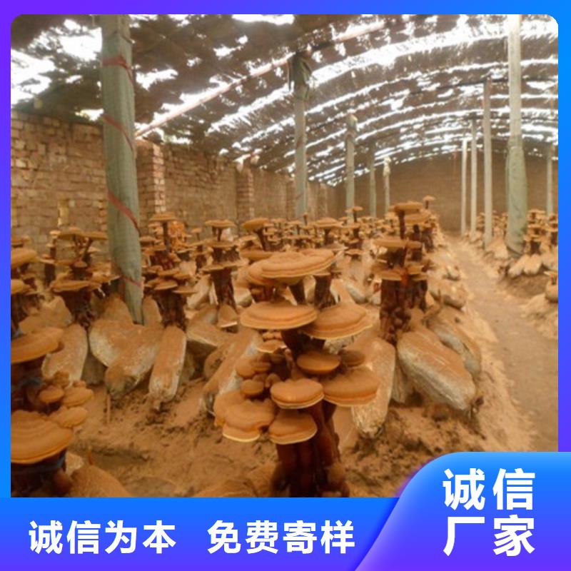灵芝粉厂家现货销售的简单介绍