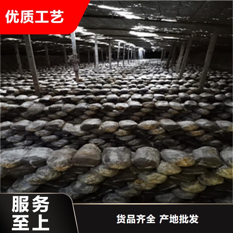 口碑好灵芝菌种厂家长期供应