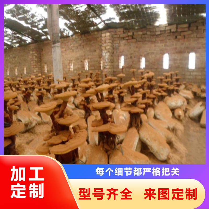 发货速度快的灵芝销售厂家质量检测