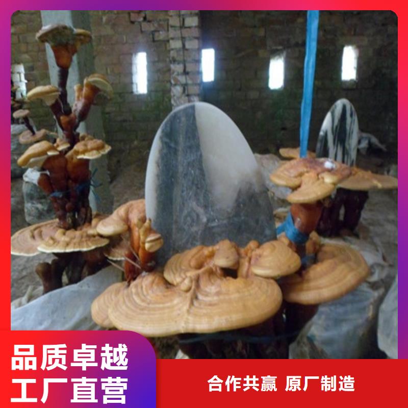 灵芝孢子粉质量好周边货源