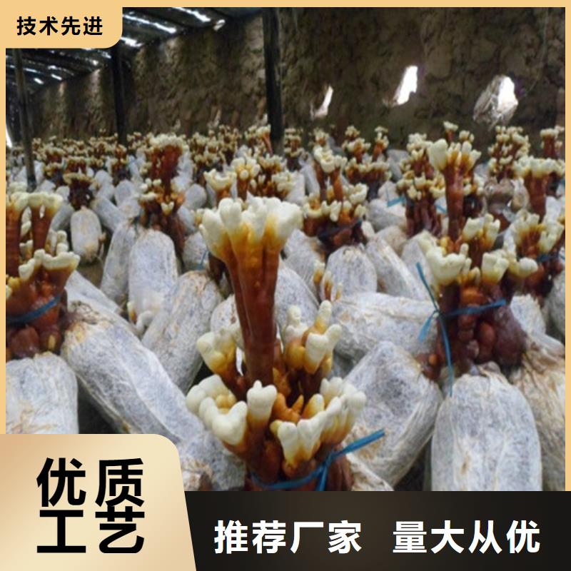 发货速度快的灵芝粉厂家辖区内服务商