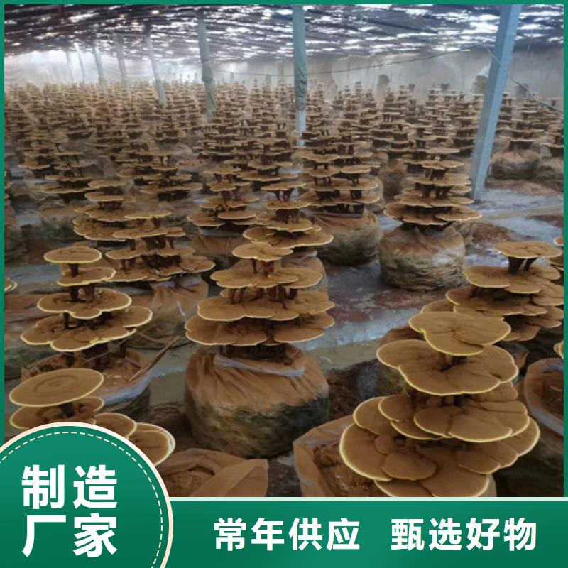 灵芝菌棒-厂家以质量求生存