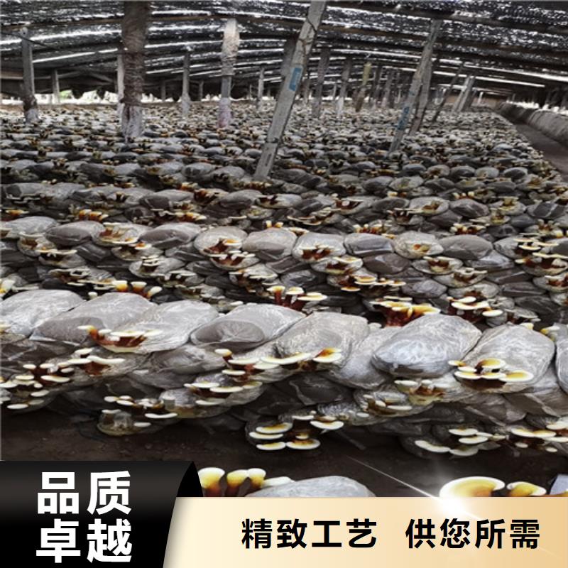 灵芝菌种、灵芝菌种厂家直销_规格齐全附近供应商