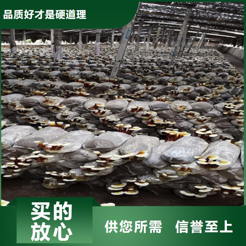 质量靠谱的灵芝孢子粉厂家周边生产商