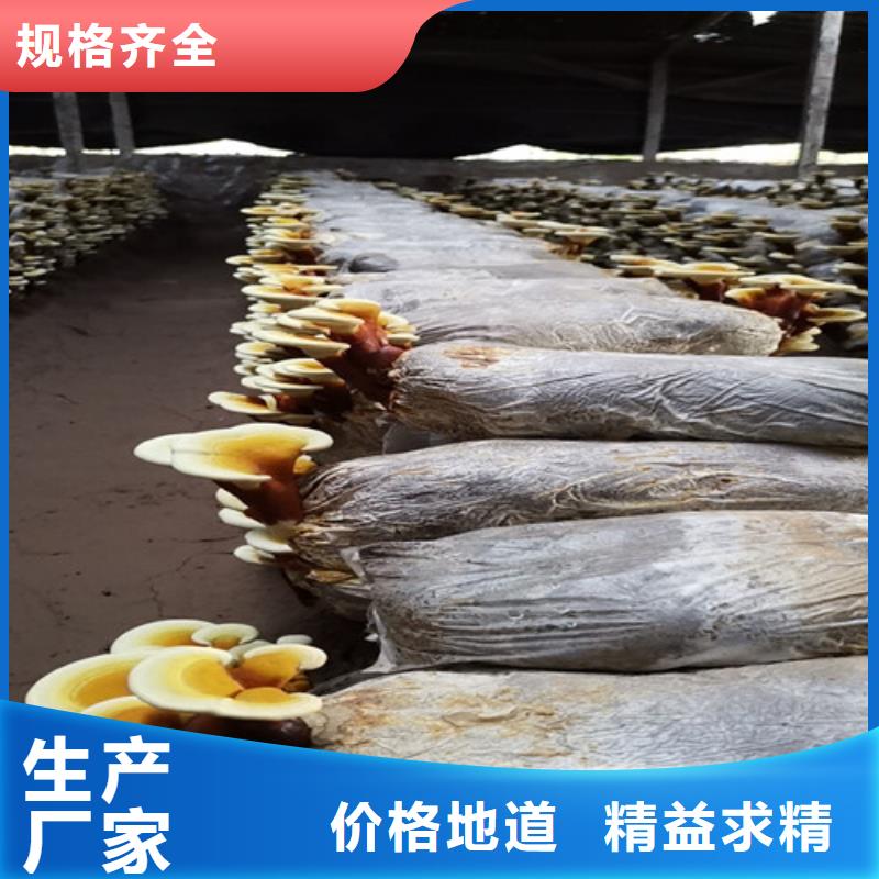 灵芝菌棒厂家报价无中间商厂家直销