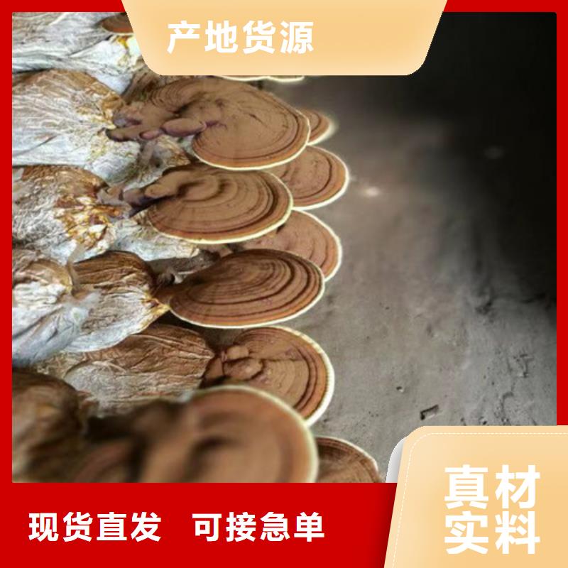 灵芝现货直供实力优品