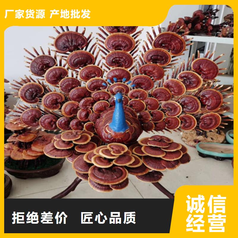 生产灵芝菌棒的实体厂家厂诚信经营