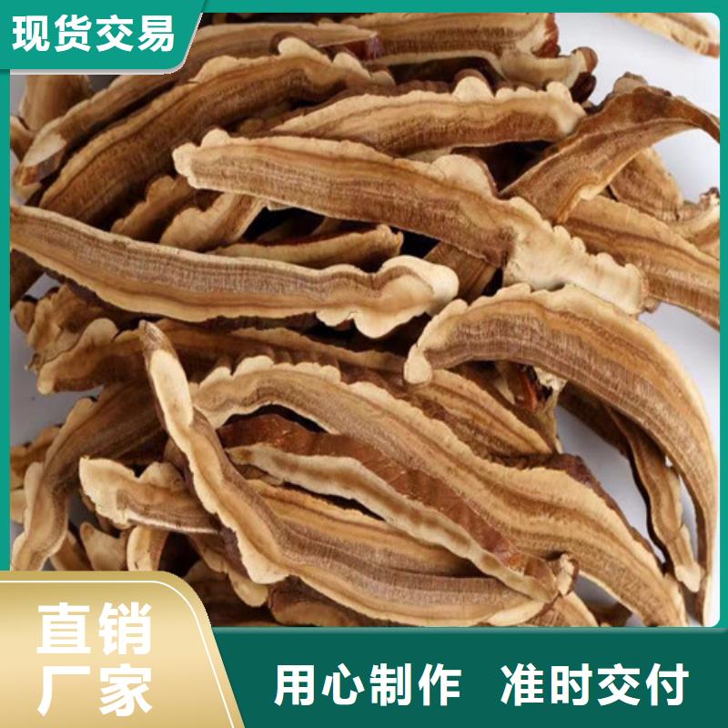 灵芝-我公司资质齐全免费寄样