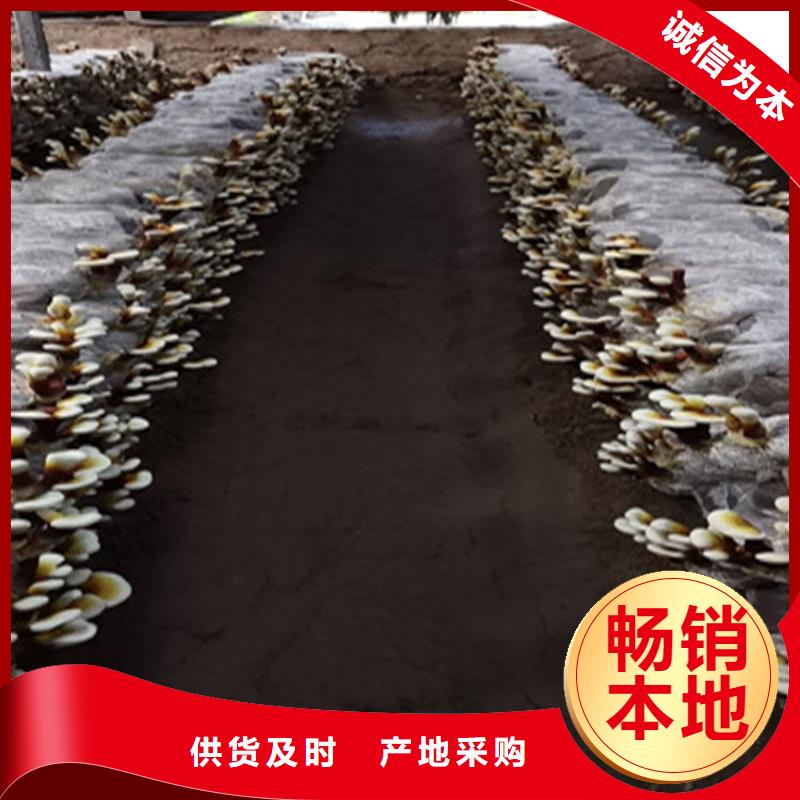 灵芝-制作精良同城区域制造商