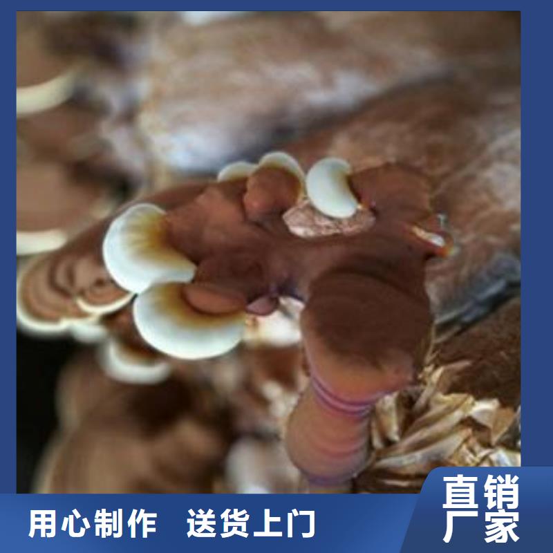 破壁灵芝孢子粉经销工艺层层把关