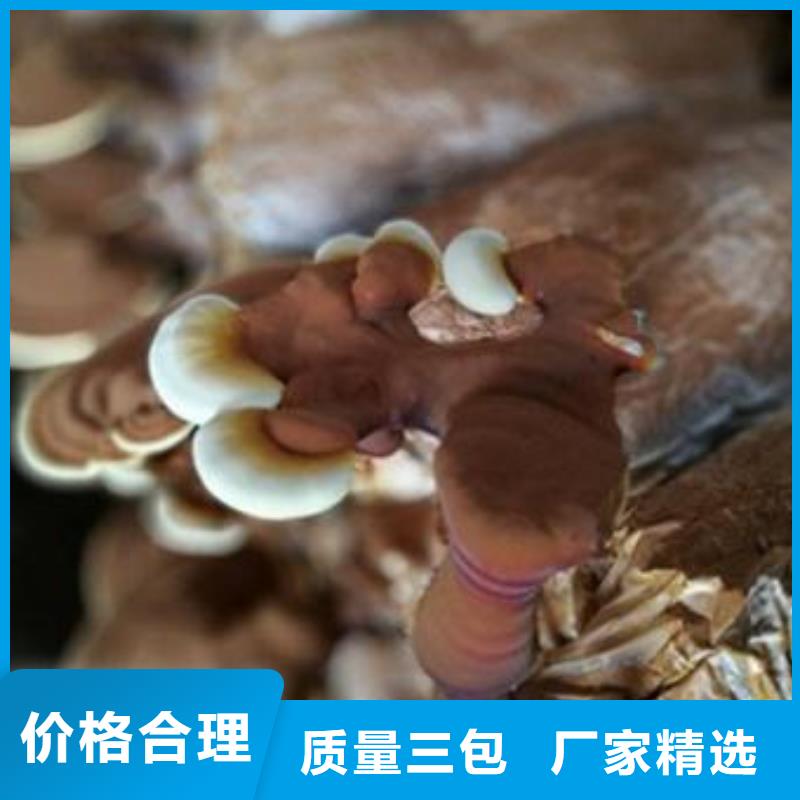 灵芝破壁孢子粉  专业完善售后