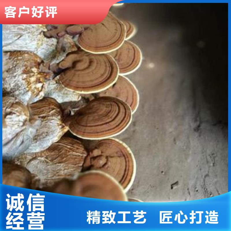 破壁灵芝孢子粉厂厂家直营