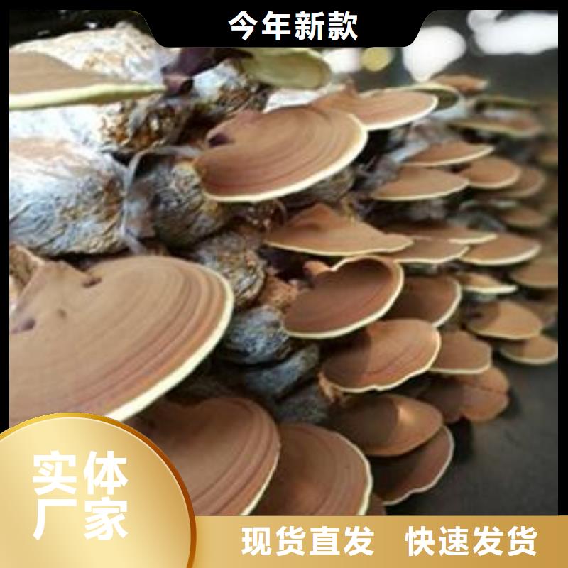 灵芝孢子粉作用同城区域厂家