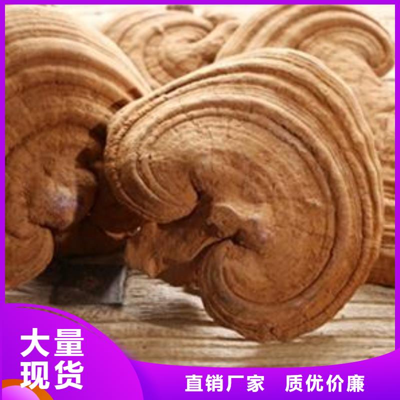 灵芝孢子粉疗效用心服务