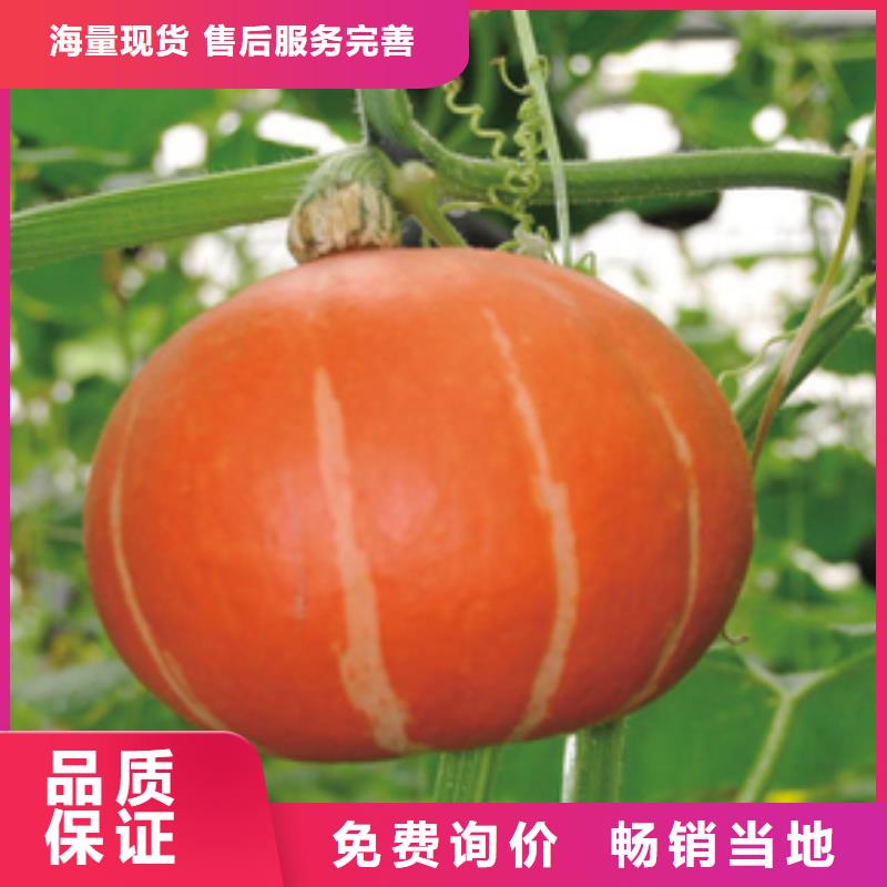 南瓜粉（金瓜粉）供应商出厂价